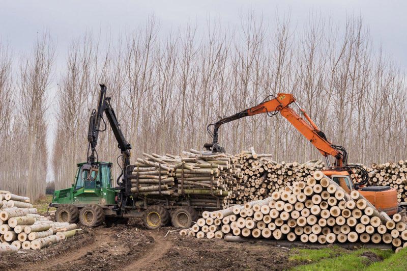 美国木材行业发展现状
